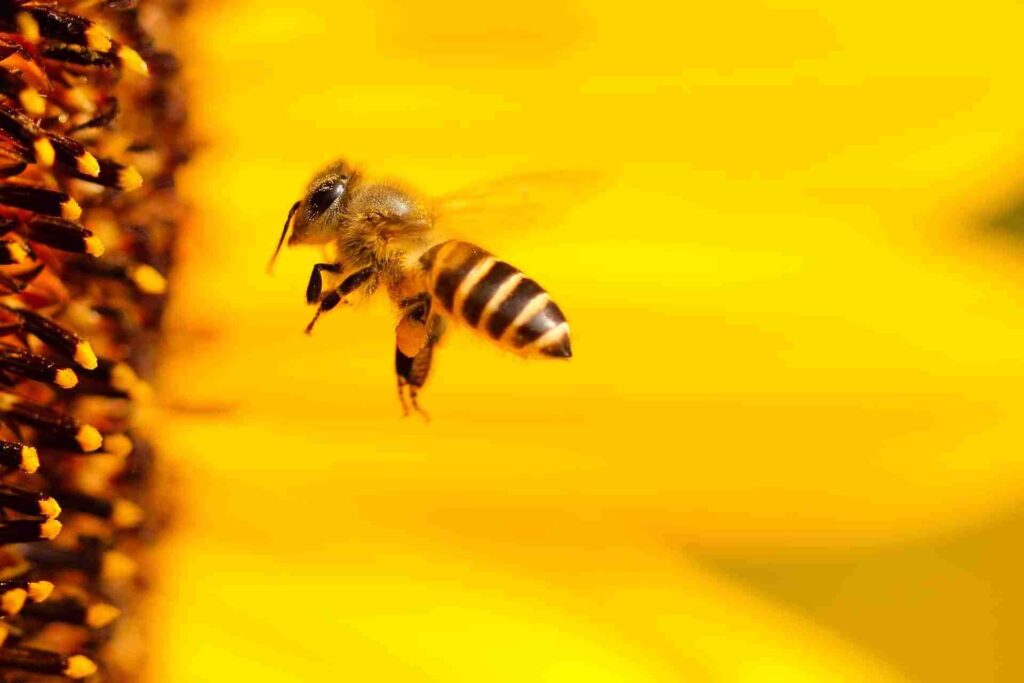 Close-up of a bee hovering near a sunflower, showcasing nature's pollination process, potentially monitored with IoT solutions for precision agriculture