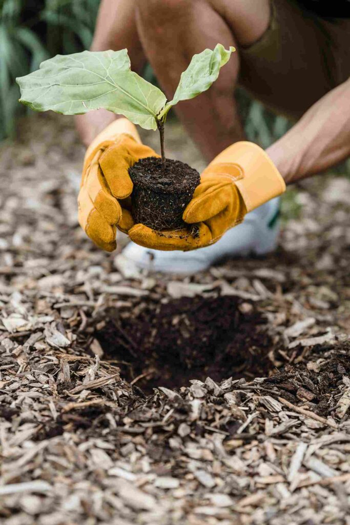 A person gently holding a small plant with vibrant green leaves, symbolizing care and growth. IoT connectivity supports sustainable agriculture and environmental monitoring, fostering a harmonious balance with nature.